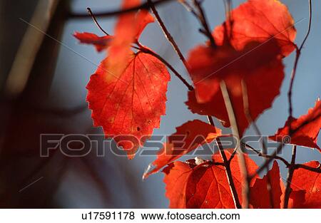 Stock Photo - Leaves in Autumn. Fotosearch