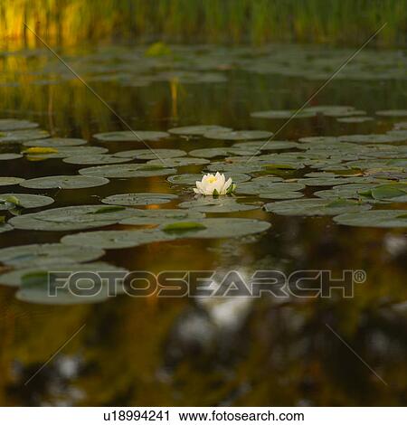 Stock Image - Lotus leaves and a lotus flower floating on the surface of water. Fotosearch