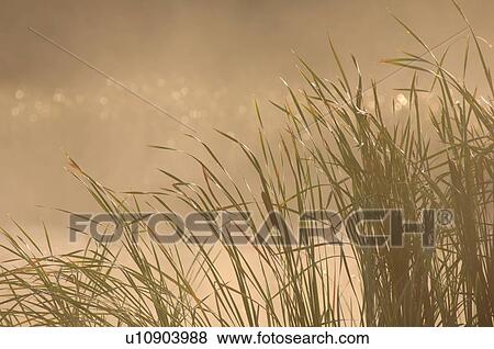 Plant Life View Large Photo Image Stock Photo - Plant Life. Fotosearch
