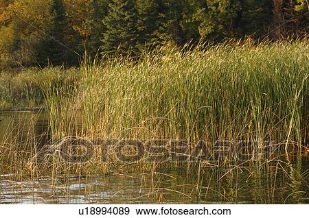 Plantlife View Large Photo Image Stock Photo - Plantlife. Fotosearch