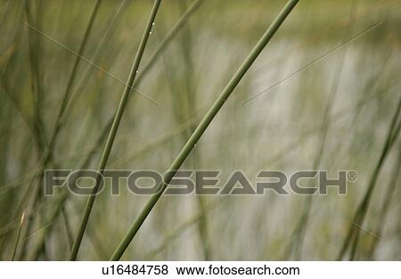 Tall grass in Lake of the woods, Ontario, Canada View Large Photo Image Stock Photo - Tall grass in Lake of the woods, Ontario, Canada. Fotosearch