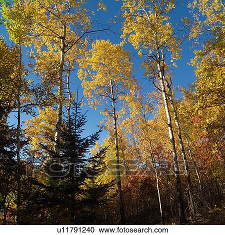 Tall Trees Against Blue Sky View Large Photo Image Stock Image - Tall Trees Against Blue Sky. Fotosearch