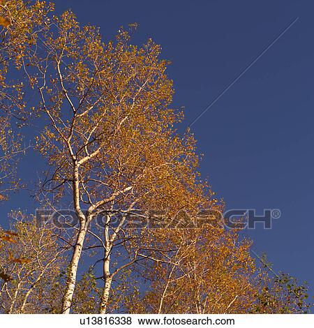 Stock Photo - Tops of Autumn Trees. Fotosearch