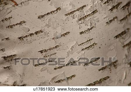 Tree Trunk Close-up View Large Photo Image Stock Image - Tree Trunk Close-up. Fotosearch