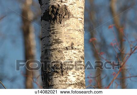 Tree Trunk View Large Photo Image Stock Image - Tree Trunk. Fotosearch