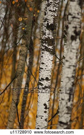 Stock Image - Tree Trunks. Fotosearch