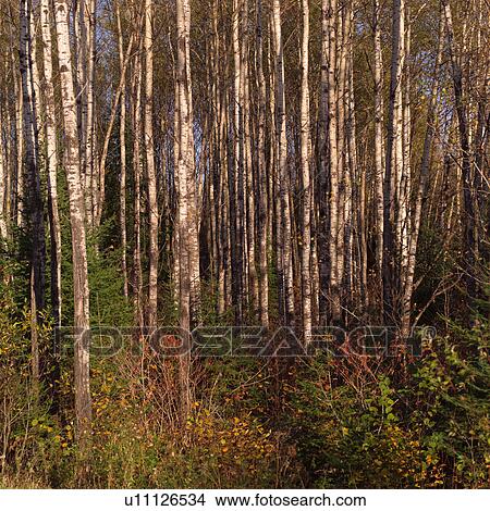 Picture - Trees and shrubs in autumn. Fotosearch