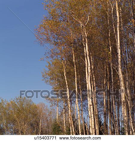 Trees in autumn View Large Photo Image Stock Image - Trees in autumn. Fotosearch
