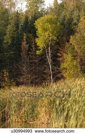 Stock Image - Wildlife. Fotosearch