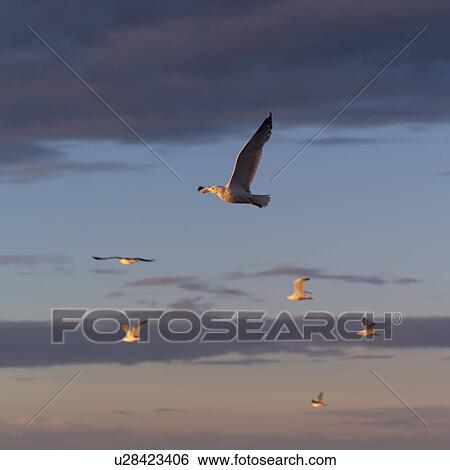 Stock Photograph - A flock of birds in flight. Fotosearch