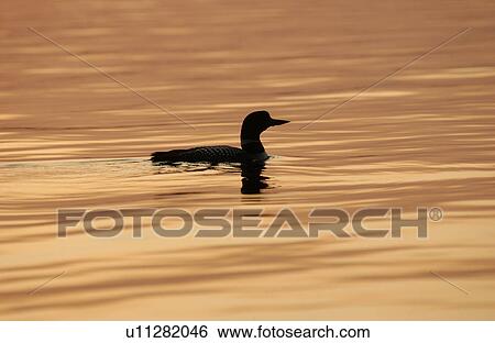 Bird View Large Photo Image Stock Photograph - Bird. Fotosearch