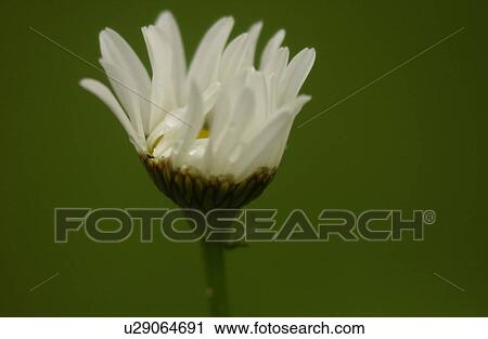 Stock Image - Close-up of a flowering plant. Fotosearch