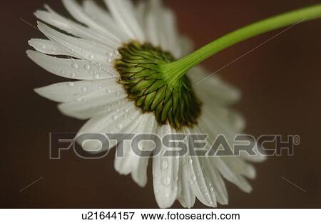 Stock Photo - Close-up of a flowering plant. Fotosearch