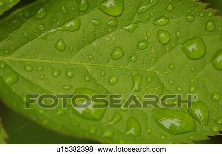 Stock Photo - Close-up of dew drops on the surface of a leaf. Fotosearch