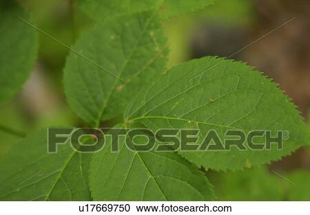 Close-up of green fleshy leaves View Large Photo Image Stock Image - Close-up of green fleshy leaves. Fotosearch