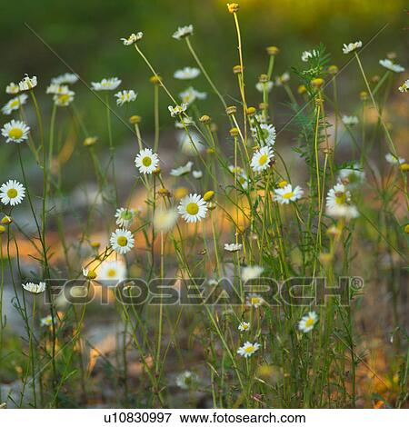 Field of daisies View Large Photo Image Stock Photo - Field of daisies. Fotosearch