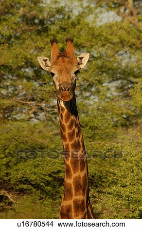 Picture - Giraffe. Fotosearch