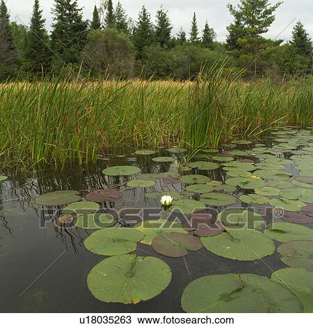 Lake of the woods - Ontario, Canada View Large Photo Image Stock Image - Lake of the woods - Ontario, Canada. Fotosearch