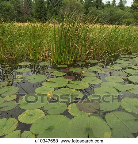 Lake of the woods - Ontario, Canada View Large Photo Image Stock Photo - Lake of the woods - Ontario, Canada. Fotosearch