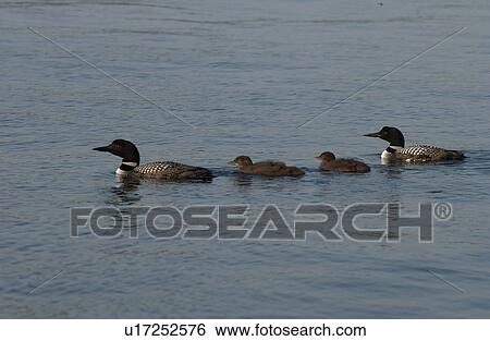 Lake Photography - Two Ducks on water with two ducklings View Large Photo Image Stock Photograph - Lake Photography - Two Ducks on water with two ducklings. Fotosearch