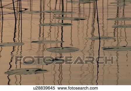 Lily Pads on Water View Large Photo Image Stock Photography - Lily Pads on Water. Fotosearch