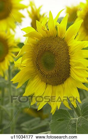 Stock Photo - Manitoba Prairie Scenes. Fotosearch