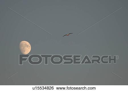 Stock Photograph - Moon and birds in the sky. Fotosearch