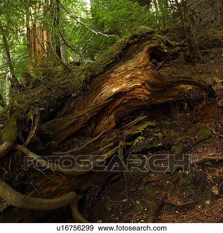 Stock Photo - Nature trails in British Columbia. Canada. Fotosearch