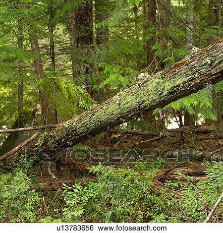 Nature trails View Large Photo Image Stock Photograph - Nature trails. Fotosearch