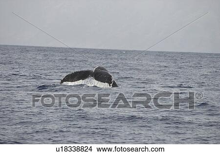 Picture - Ocean View - Maui - Hawaiian Islands. Fotosearch