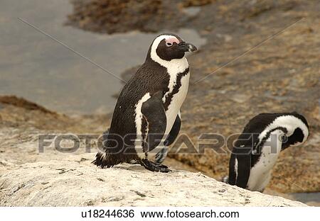 Stock Photograph - Penguins - South Africa. Fotosearch