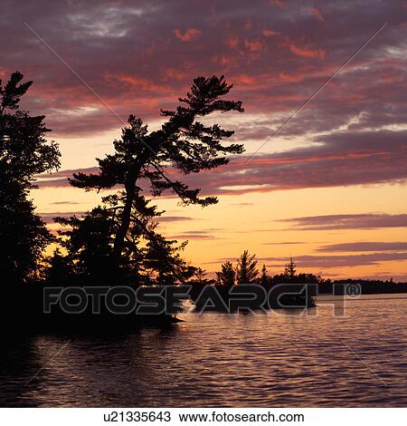Silhouette of trees by a lake at Lake of the woods, Ontario, Canada View Large Photo Image Stock Image - Silhouette of trees by a lake at Lake of the woods, Ontario, Canada. Fotosearch