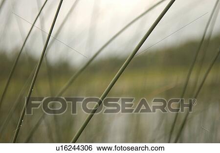 Stock Photograph - Tall grass in Lake of the woods, Ontario, Canada. Fotosearch