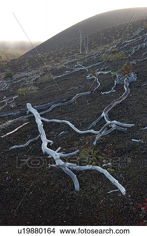 Volcano National Park - Big Island of Hawaii - Desolation Trail View Large Photo Image Picture - Volcano National Park - Big Island of Hawaii - Desolation Trail. Fotosearch