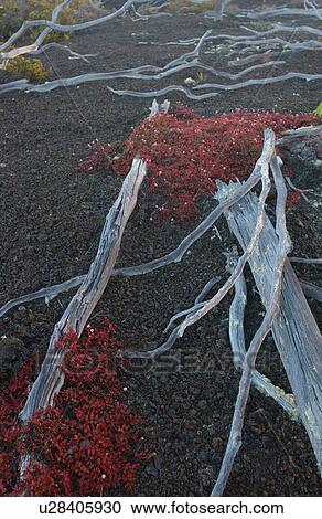 Volcano National Park - Big Island of Hawaii - Desolation Trail View Large Photo Image Stock Image - Volcano National Park - Big Island of Hawaii - Desolation Trail. Fotosearch