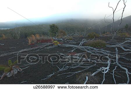 Stock Photo - Volcano National Park - Big Island of Hawaii - Desolation Trail. Fotosearch