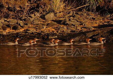 Stock Image - Waterfowl. Fotosearch