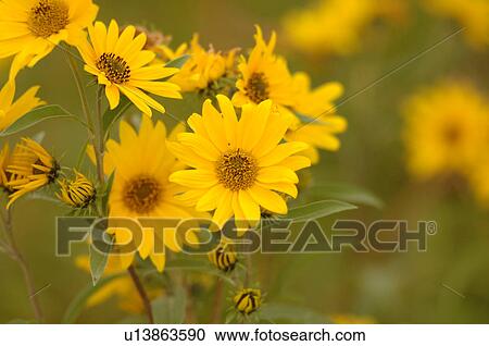 Wildflower View Large Photo Image Stock Image - Wildflower. Fotosearch