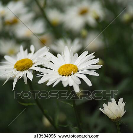 田園 アイルランド 白いひなぎく 花 画像コレクション U13584096 Fotosearch