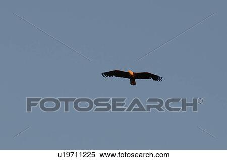 Stock Photography - Bird flying in the sky. Fotosearch