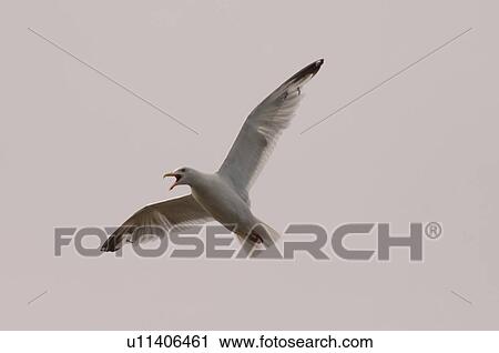 Bird in flight View Large Photo Image Stock Image - Bird in flight. Fotosearch