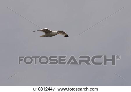 Stock Photo - Bird in Flight. Fotosearch