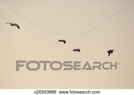 Birds in Flight View Large Photo Image Stock Photo - Birds in Flight. Fotosearch
