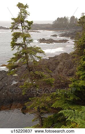 Broken Islands, Pacific Rim National Park, Vancouver Island, Canada View Large Photo Image Stock Photo - Broken Islands, Pacific Rim National Park, Vancouver Island, Canada. Fotosearch