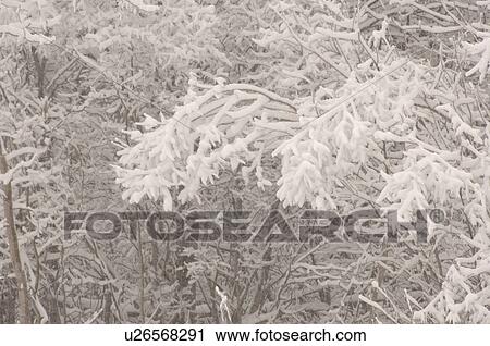 Close up of snow covered tree branches in Alberta Canada View Large Photo Image Stock Image - Close up of snow covered tree branches in Alberta Canada. Fotosearch