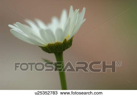 Stock Image - Closeup of a daisy. Fotosearch