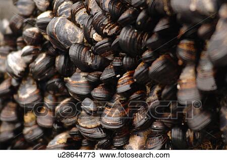Cluster of Mussels, South Beach Trail, Vancouver Island, Canada View Large Photo Image Stock Image - Cluster of Mussels, South Beach Trail, Vancouver Island, Canada. Fotosearch