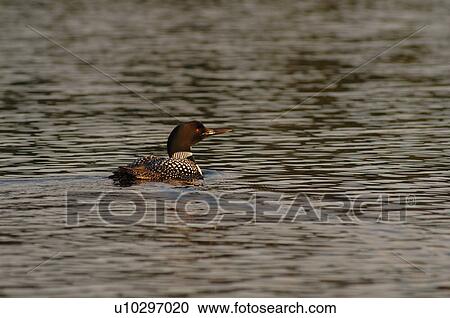 Duck on water at Lake of the Woods View Large Photo Image Stock Image - Duck on water at Lake of the Woods. Fotosearch