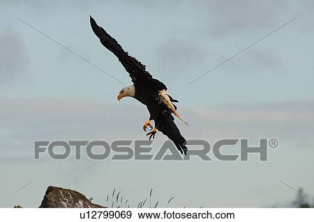 Eagle in flight, Pacific Rim National Park, Vancouver Island, Canada View Large Photo Image Stock Photo - Eagle in flight, Pacific Rim National Park, Vancouver Island, Canada. Fotosearch