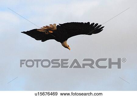 Eagle in flight, Pacific Rim National Park, Vancouver Island, Canada View Large Photo Image Stock Photo - Eagle in flight, Pacific Rim National Park, Vancouver Island, Canada. Fotosearch